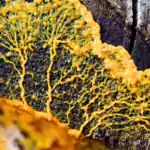 How do brainless slime molds redefine intelligence